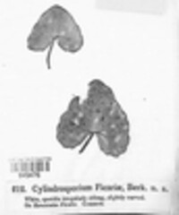 Entyloma ficariae image